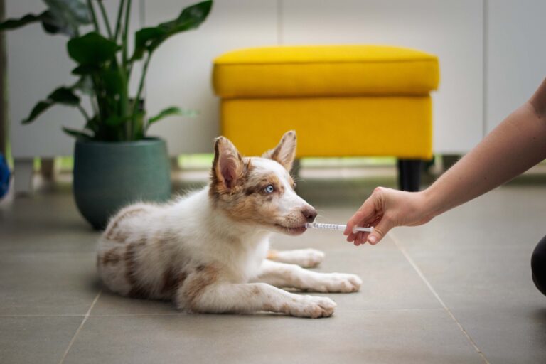 Vacunas, desparasitaciones, chequeos y primeros auxilios: la guía definitiva para prevenir y tratar las enfermedades de tu mascota.