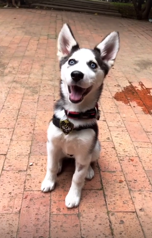 Foto de tu mascota